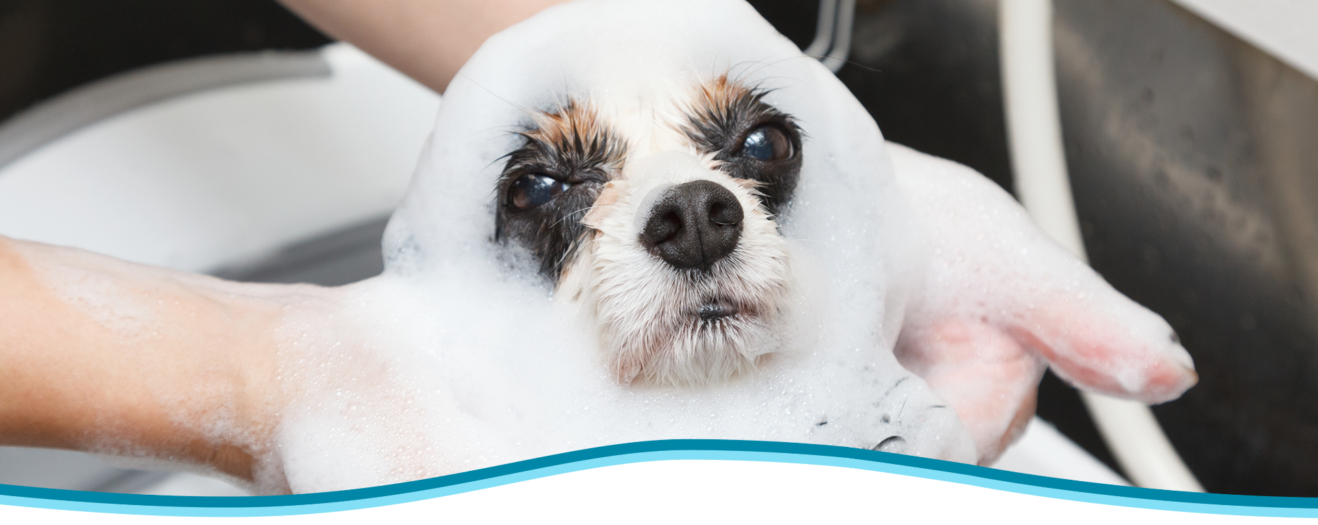 DogSalon&HorseSupplies LinoLani