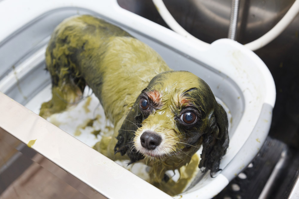 ハーブ/シルクパック