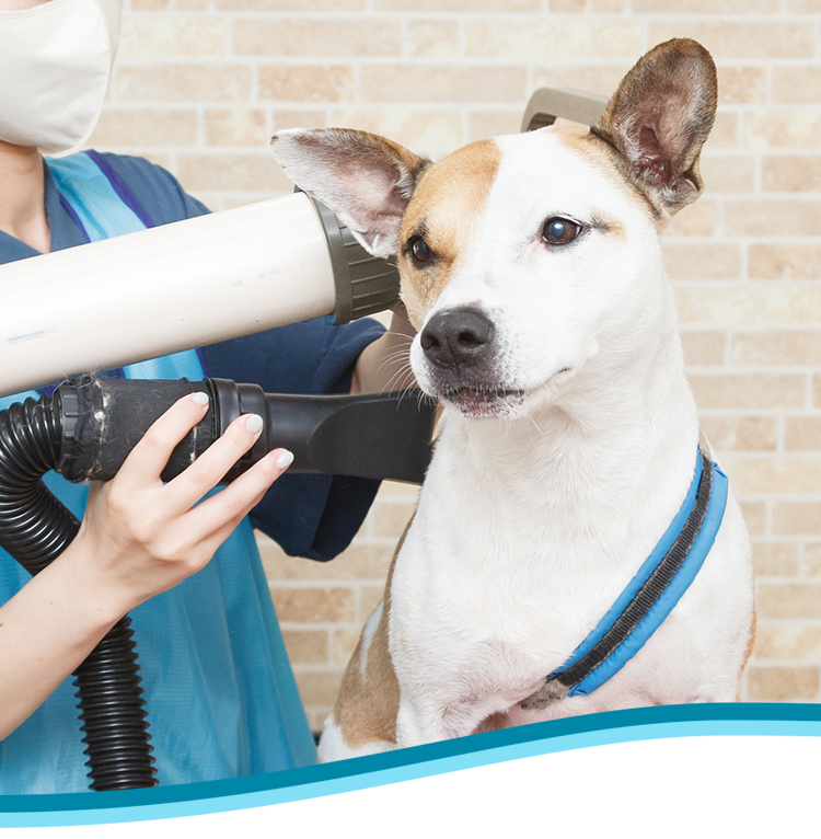 DogSalon&HorseSupplies LinoLani