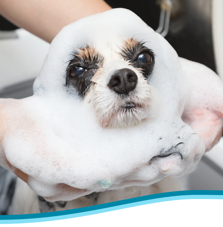 DogSalon&HorseSupplies LinoLani